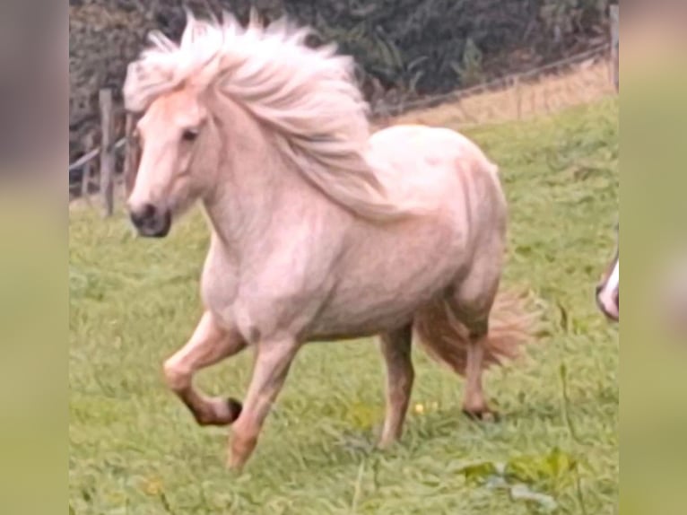 Caballos islandeses Yegua 7 años 140 cm Palomino in Meinerzhagen