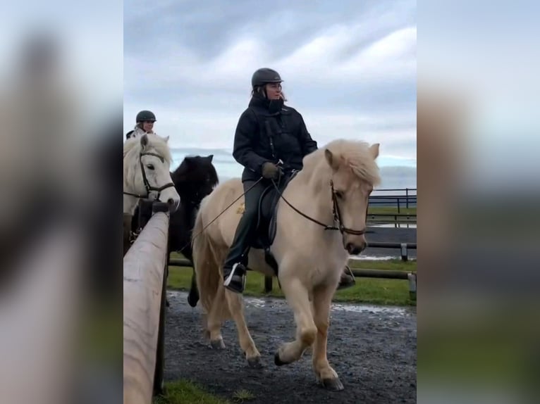 Caballos islandeses Yegua 7 años 140 cm Palomino in Meinerzhagen