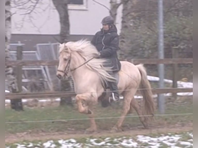 Caballos islandeses Yegua 7 años 140 cm Palomino in Meinerzhagen