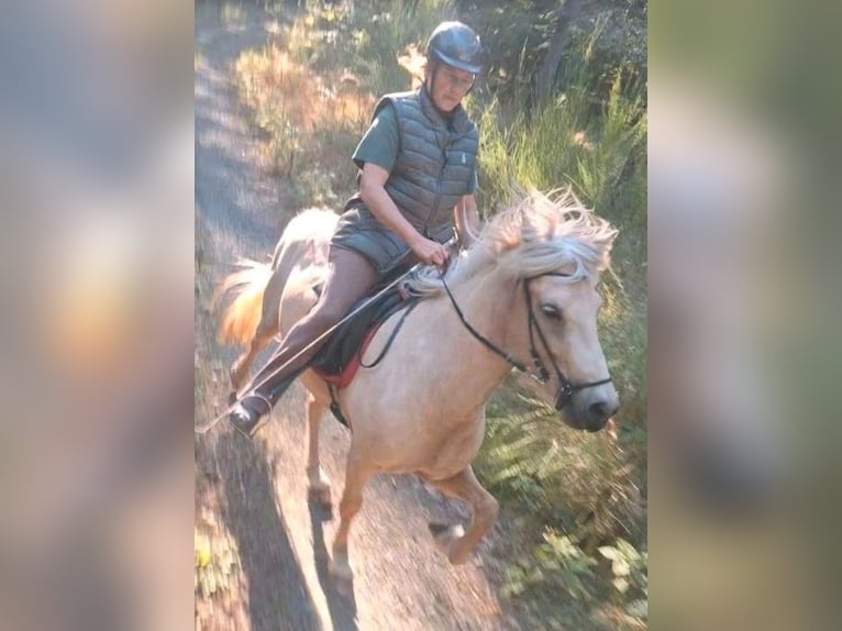 Caballos islandeses Yegua 7 años 140 cm Palomino in Meinerzhagen