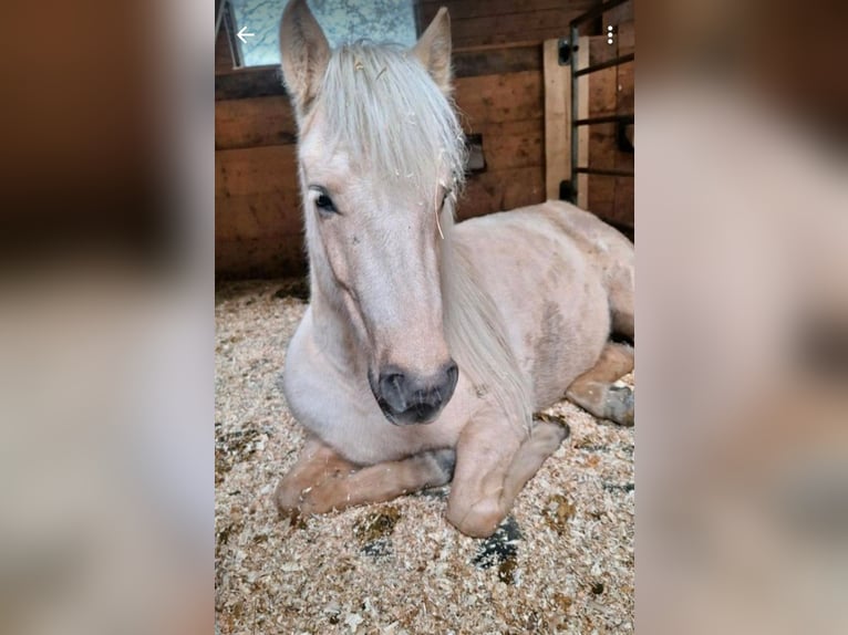 Caballos islandeses Yegua 7 años 140 cm Palomino in Meinerzhagen