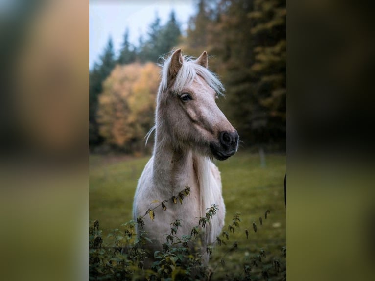 Caballos islandeses Yegua 7 años 140 cm Palomino in Meinerzhagen