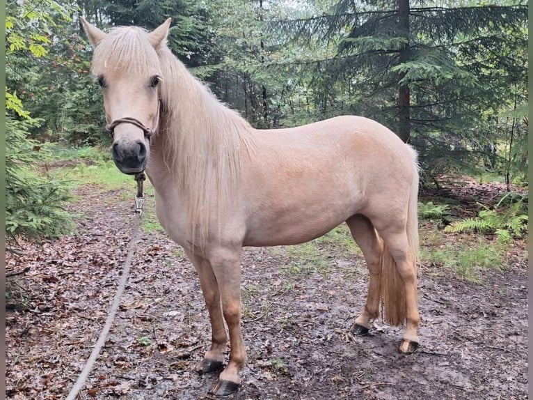 Caballos islandeses Yegua 7 años 140 cm Palomino in Meinerzhagen