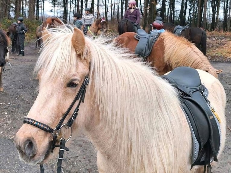 Caballos islandeses Yegua 7 años 140 cm Palomino in Meinerzhagen