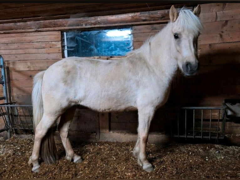 Caballos islandeses Yegua 7 años 140 cm Palomino in Meinerzhagen