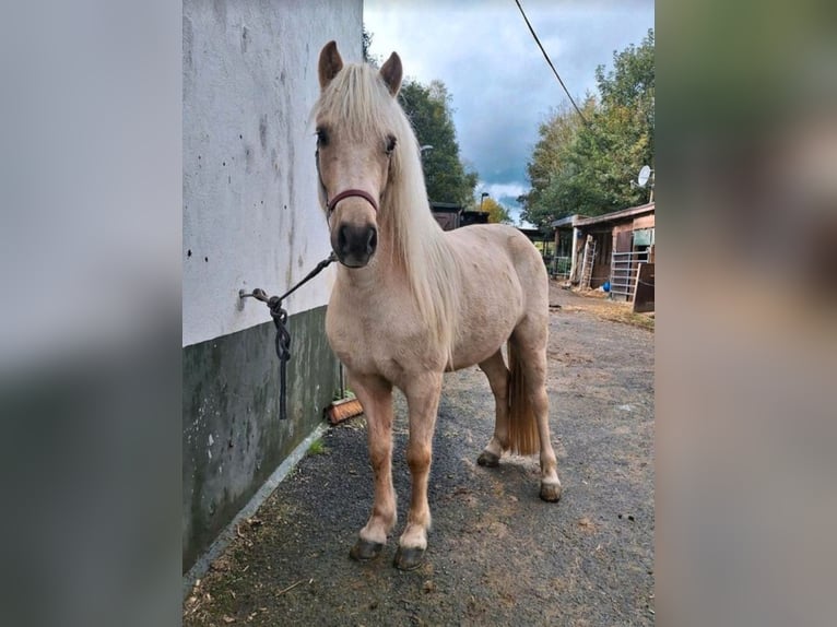 Caballos islandeses Yegua 7 años 140 cm Palomino in Meinerzhagen