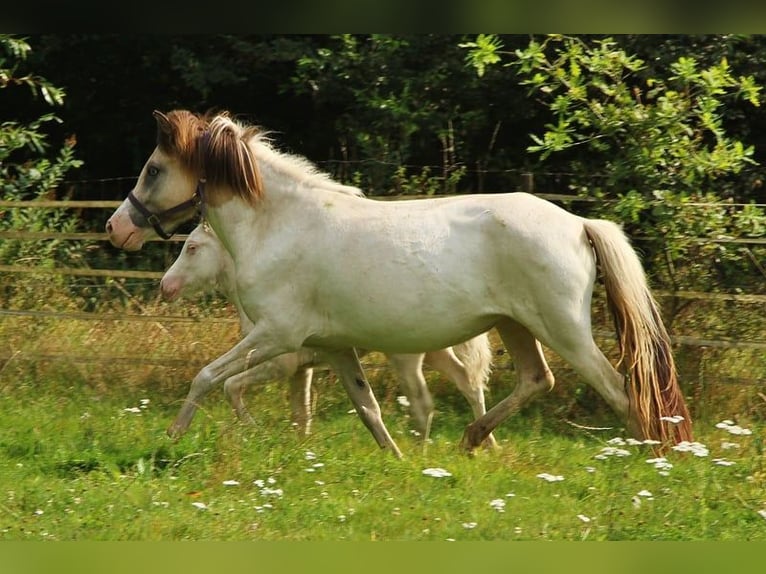 Caballos islandeses Yegua 7 años 140 cm Pío in Saarland