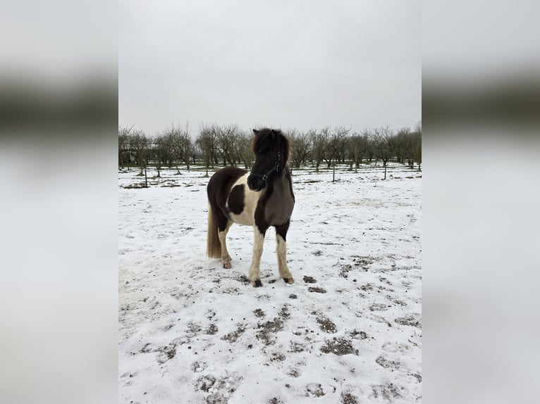 Caballos islandeses Yegua 7 años 140 cm Pío in Dreumel