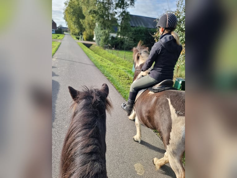 Caballos islandeses Yegua 7 años 140 cm Pío in Dreumel