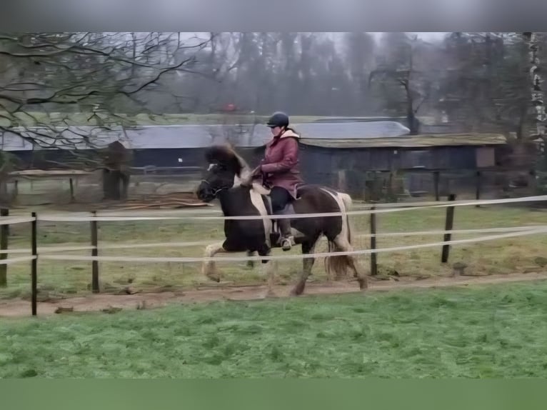 Caballos islandeses Yegua 7 años 140 cm Pío in Dreumel