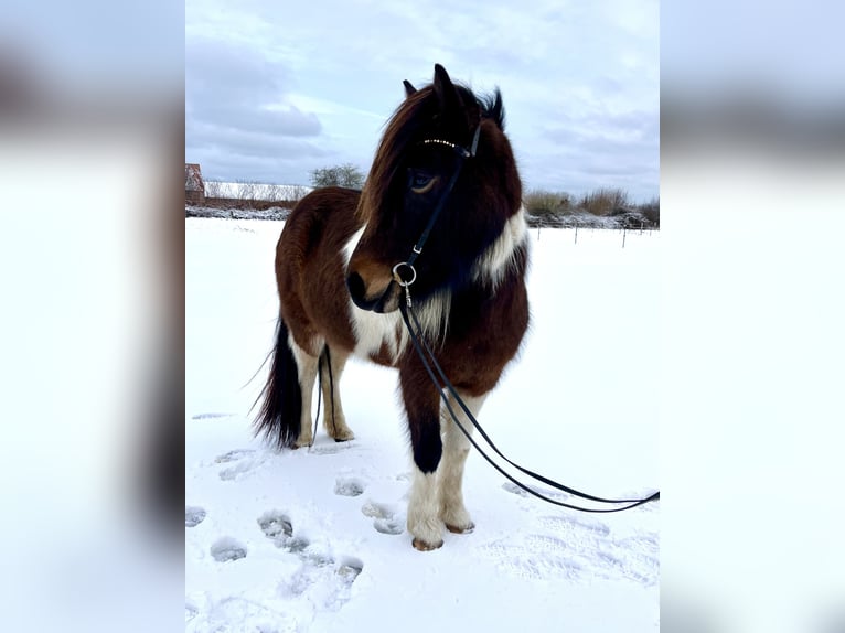 Caballos islandeses Yegua 7 años 140 cm Pío in Hohenfelde bei Kiel