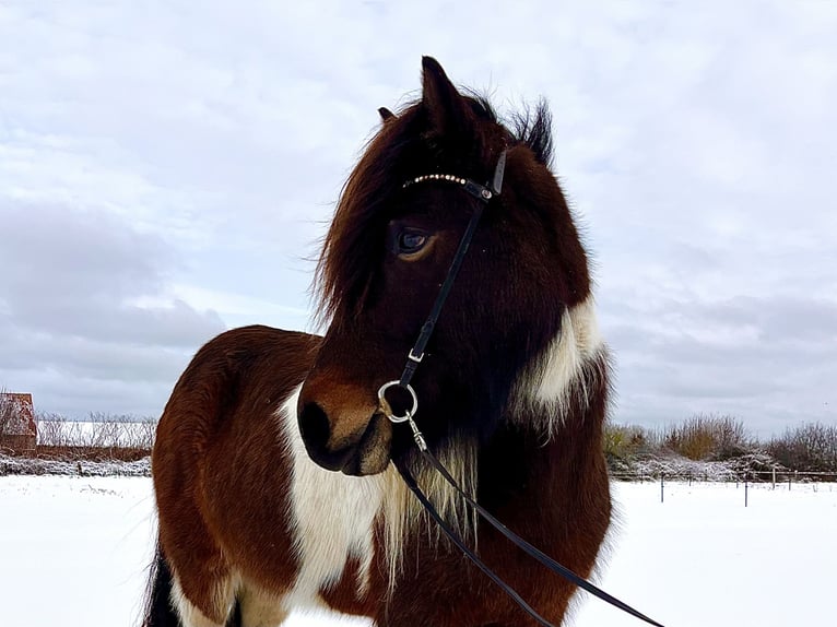 Caballos islandeses Yegua 7 años 140 cm Pío in Hohenfelde bei Kiel