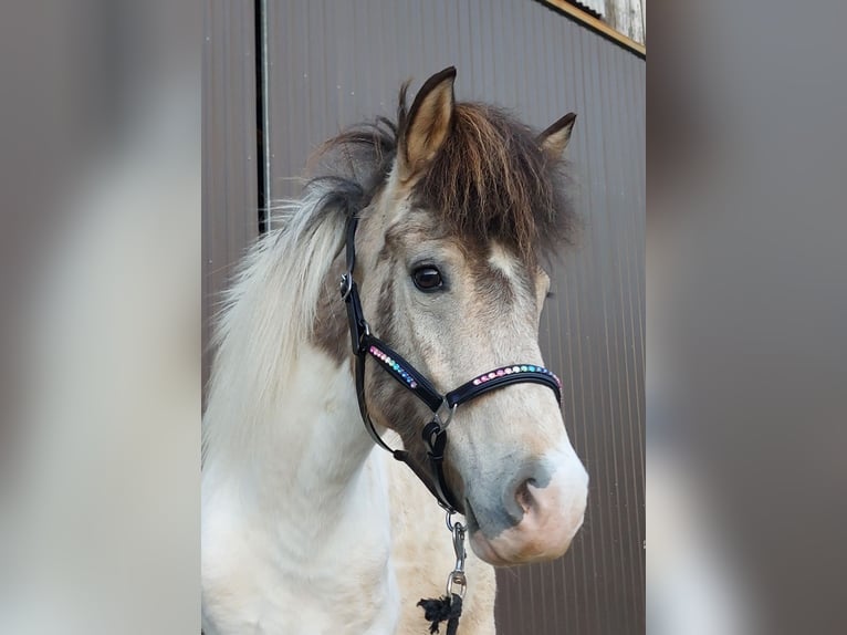 Caballos islandeses Yegua 7 años 140 cm Pío in Saarland