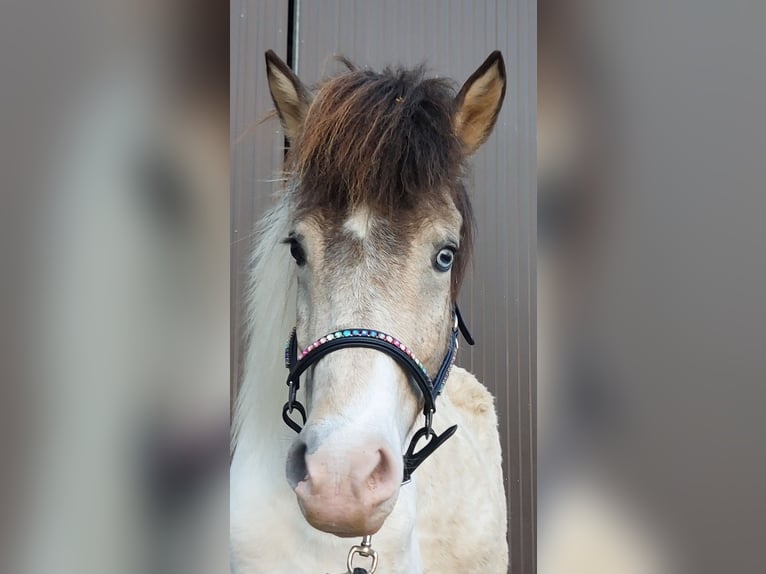 Caballos islandeses Yegua 7 años 140 cm Pío in Saarland