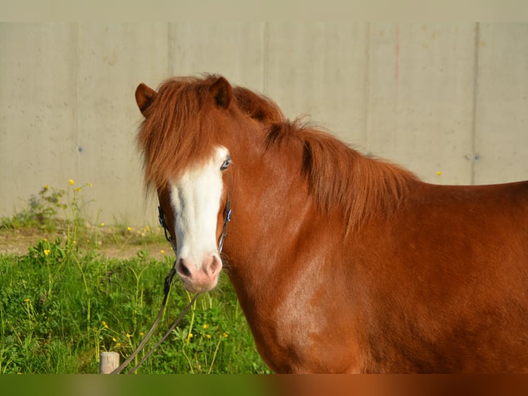 Caballos islandeses Yegua 7 años 140 cm Pío in Gotschuchen