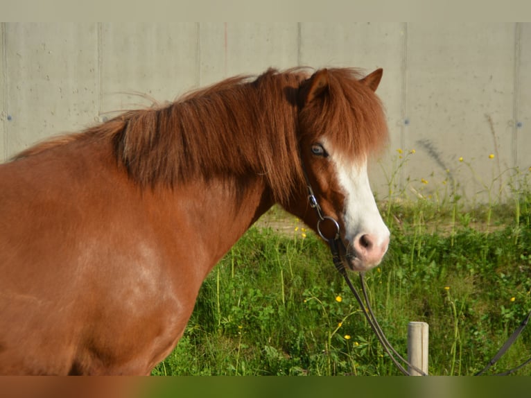 Caballos islandeses Yegua 7 años 140 cm Pío in Gotschuchen