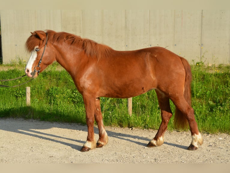 Caballos islandeses Yegua 7 años 140 cm Pío in Gotschuchen