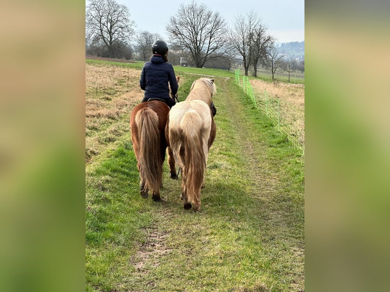 Caballos islandeses Yegua 7 años 140 cm Pío in Rosenberg