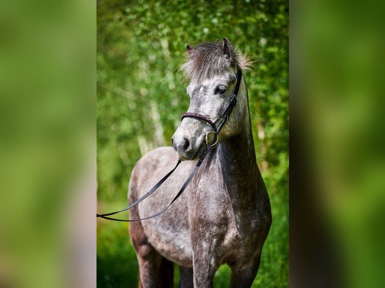 Caballos islandeses Yegua 7 años 140 cm Tordo rodado in Idstein