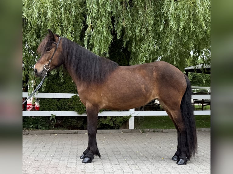 Caballos islandeses Yegua 7 años 141 cm Castaño in Lochen am See
