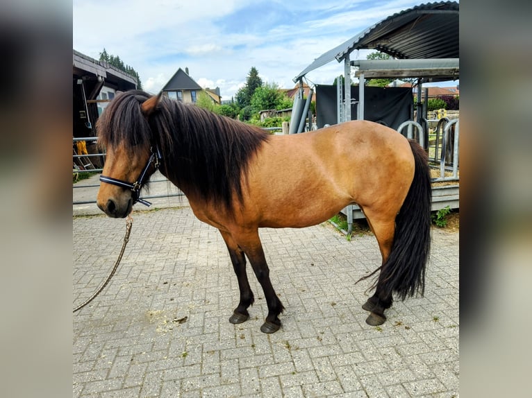 Caballos islandeses Yegua 7 años 142 cm Castaño oscuro in Hermannsburg