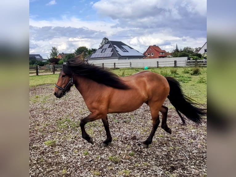 Caballos islandeses Yegua 7 años 142 cm Castaño oscuro in Hermannsburg