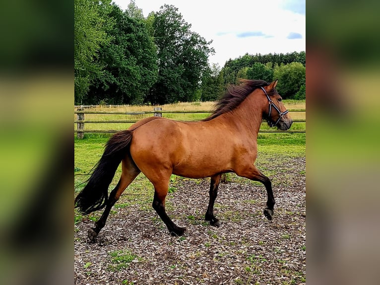 Caballos islandeses Yegua 7 años 142 cm Castaño oscuro in Hermannsburg