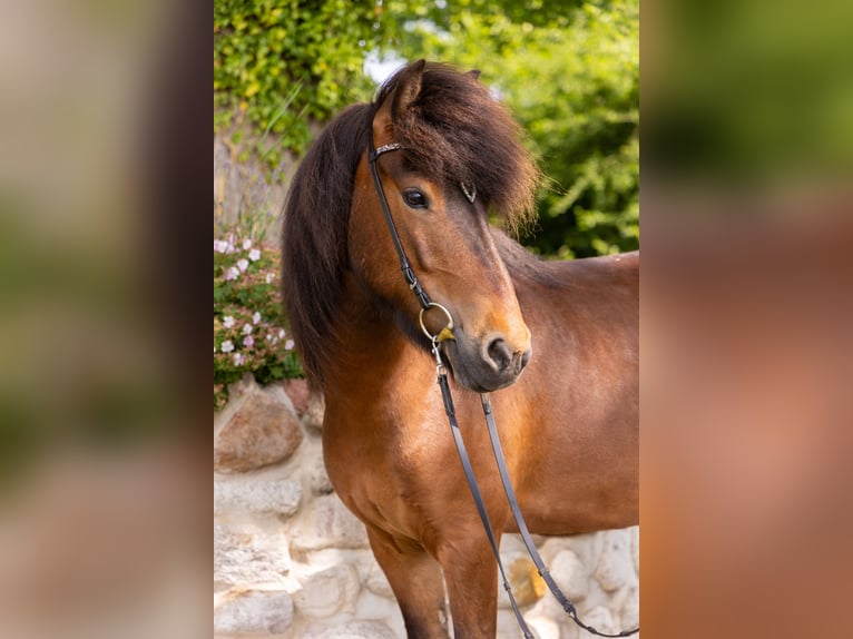 Caballos islandeses Yegua 7 años 142 cm Castaño oscuro in Lehmrade
