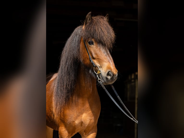 Caballos islandeses Yegua 7 años 142 cm Castaño oscuro in Lehmrade