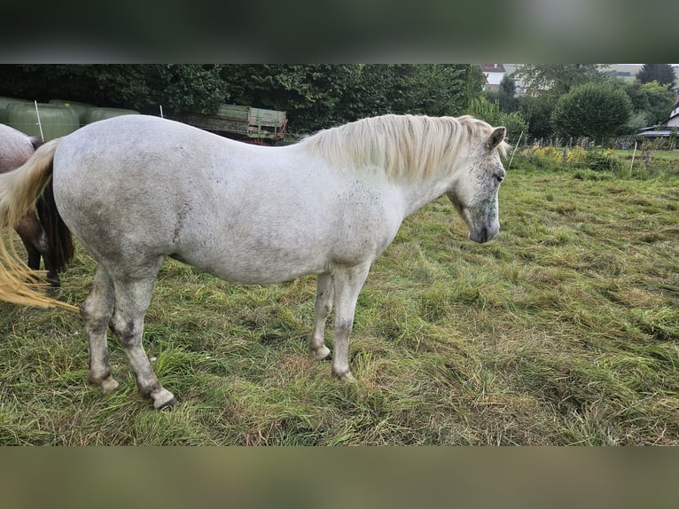 Caballos islandeses Yegua 7 años 142 cm Tordo in Osterode am Harz