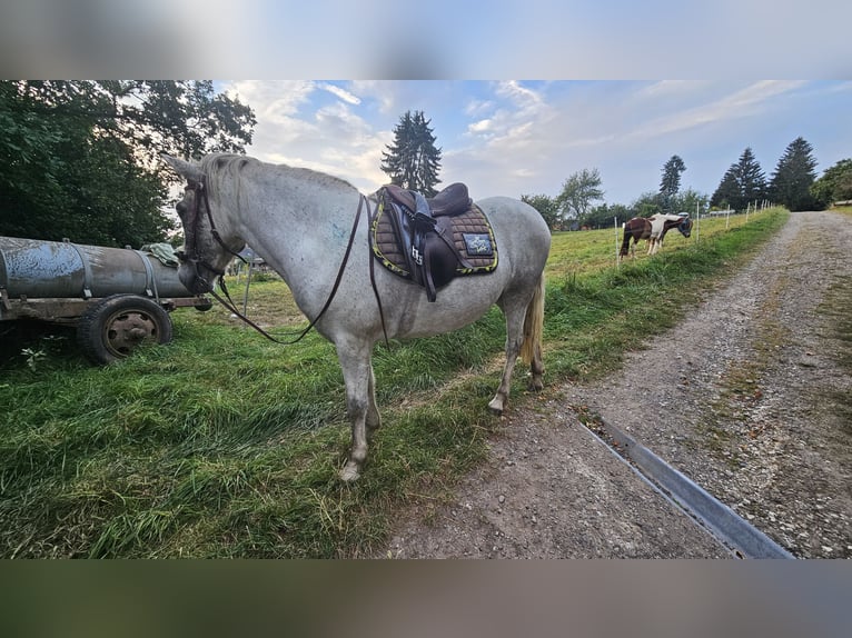 Caballos islandeses Yegua 7 años 142 cm Tordo in Osterode am Harz