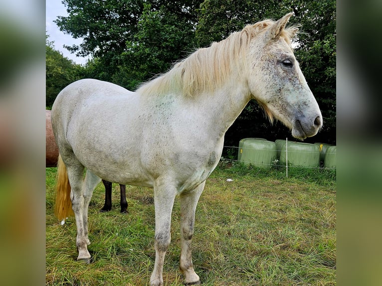 Caballos islandeses Yegua 7 años 142 cm Tordo in Osterode am Harz