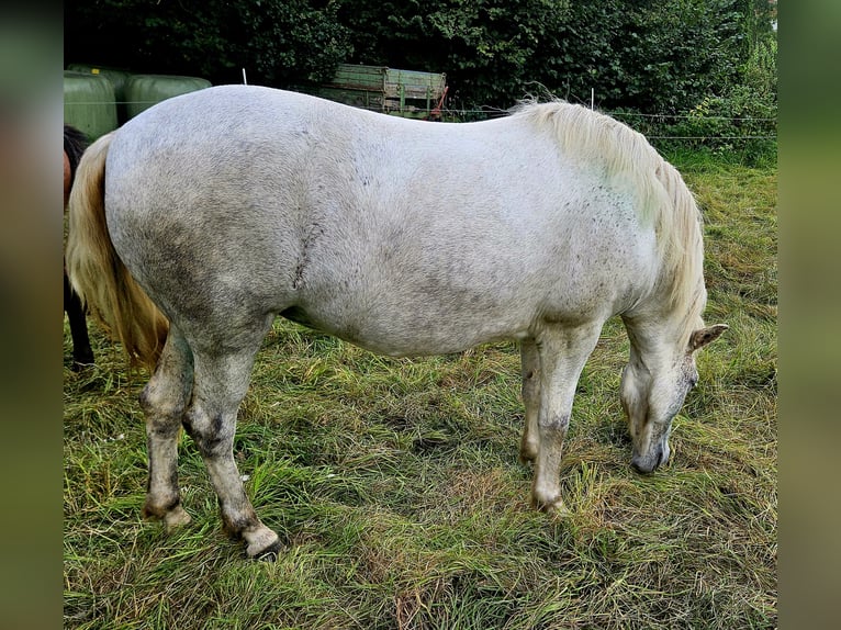 Caballos islandeses Yegua 7 años 142 cm Tordo in Osterode am Harz