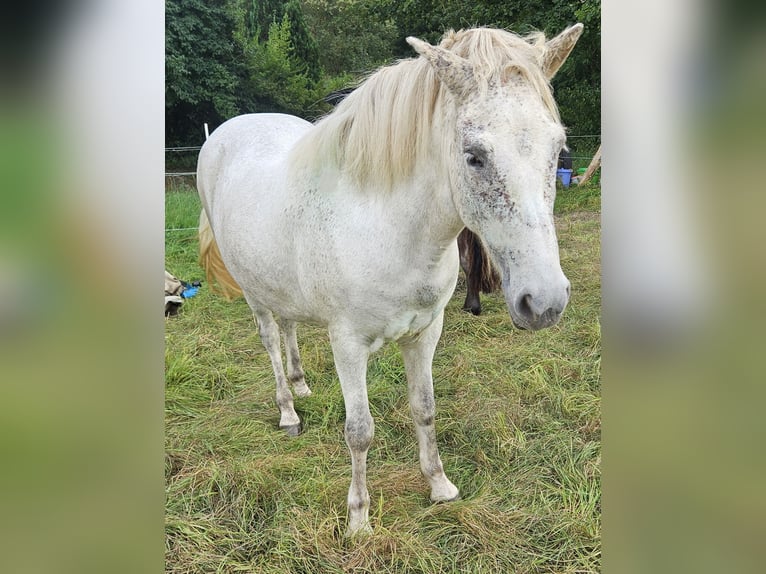 Caballos islandeses Yegua 7 años 142 cm Tordo in Osterode am Harz