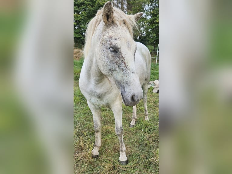 Caballos islandeses Yegua 7 años 142 cm Tordo in Osterode am Harz