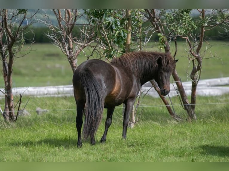 Caballos islandeses Yegua 7 años 143 cm Castaño in Borgarnes