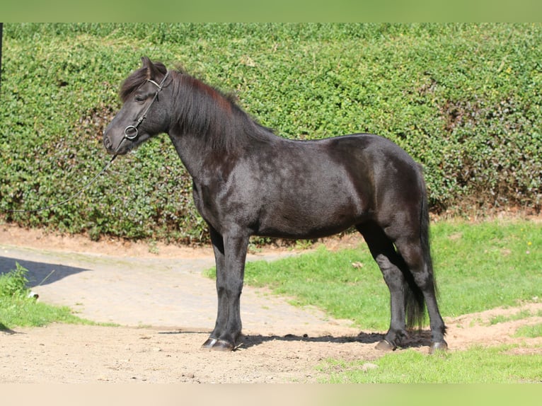 Caballos islandeses Yegua 7 años 143 cm Negro in Dohm-Lammersdorf