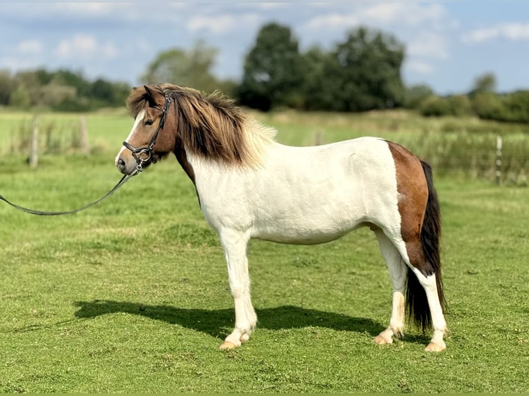 Caballos islandeses Yegua 7 años 143 cm Pío in Hamburg