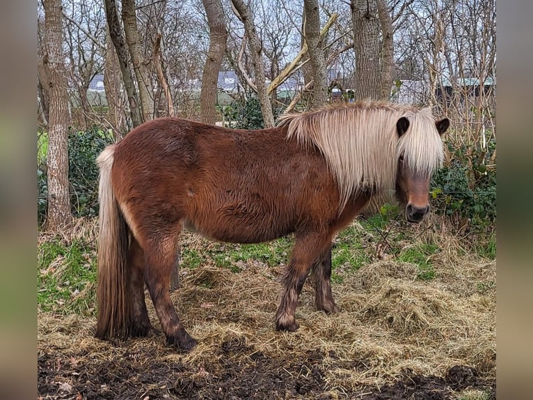 Caballos islandeses Yegua 7 años 144 cm Bayo in Oldeberkoop