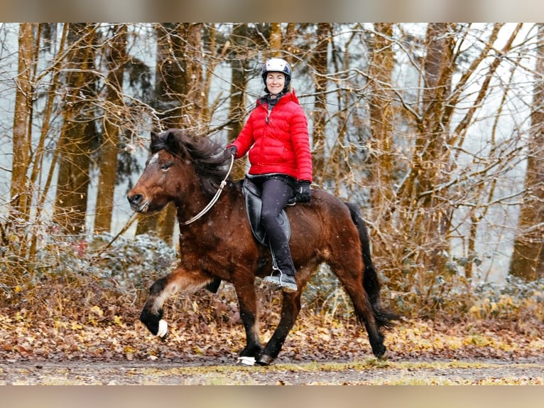 Caballos islandeses Yegua 7 años 144 cm Castaño in Taufkirchen an der Trattnach