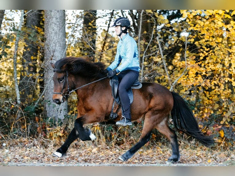 Caballos islandeses Yegua 7 años 145 cm Castaño in Taufkirchen an der Trattnach