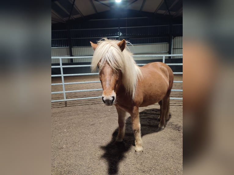 Caballos islandeses Yegua 7 años 146 cm Alazán in Lehmrade