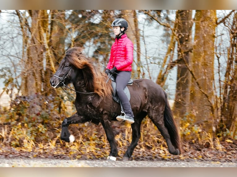 Caballos islandeses Yegua 7 años 146 cm Negro in Taufkirchen an der Trattnach
