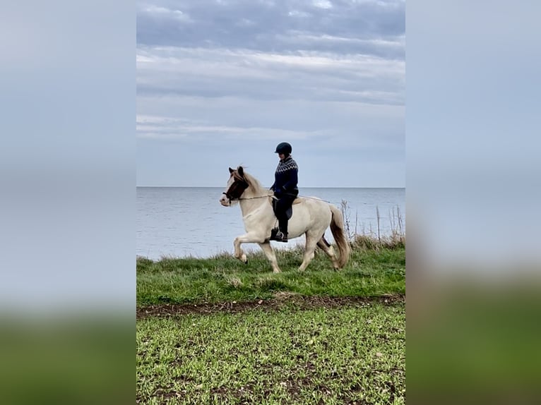 Caballos islandeses Yegua 7 años 147 cm Pío in Hohenfelde