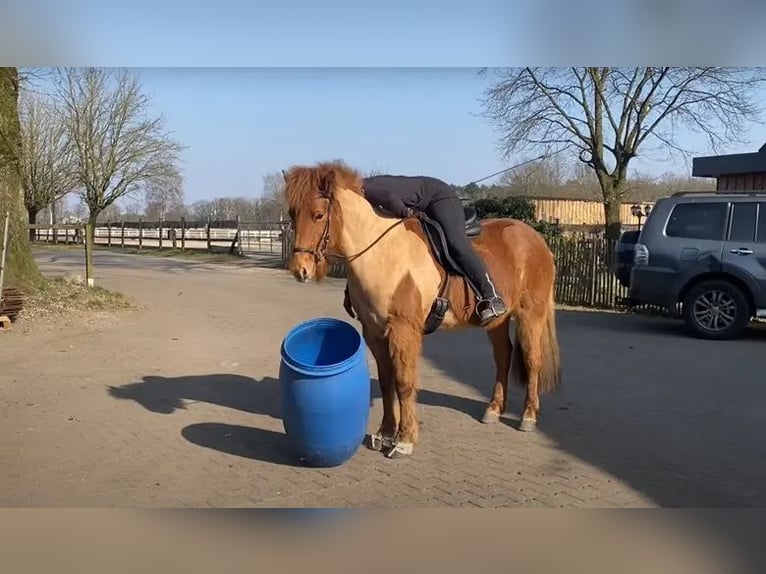 Caballos islandeses Yegua 7 años 148 cm Alazán in Schneverdingen