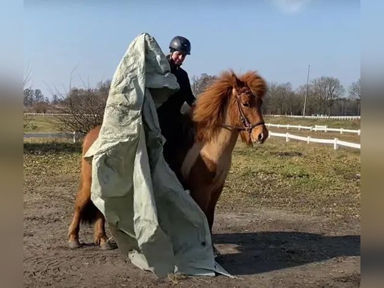 Caballos islandeses Yegua 7 años 148 cm Alazán in Schneverdingen