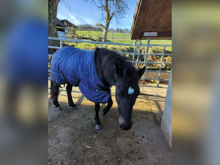 Caballos islandeses Yegua 7 años 150 cm Castaño oscuro in Birmensdorf ZH