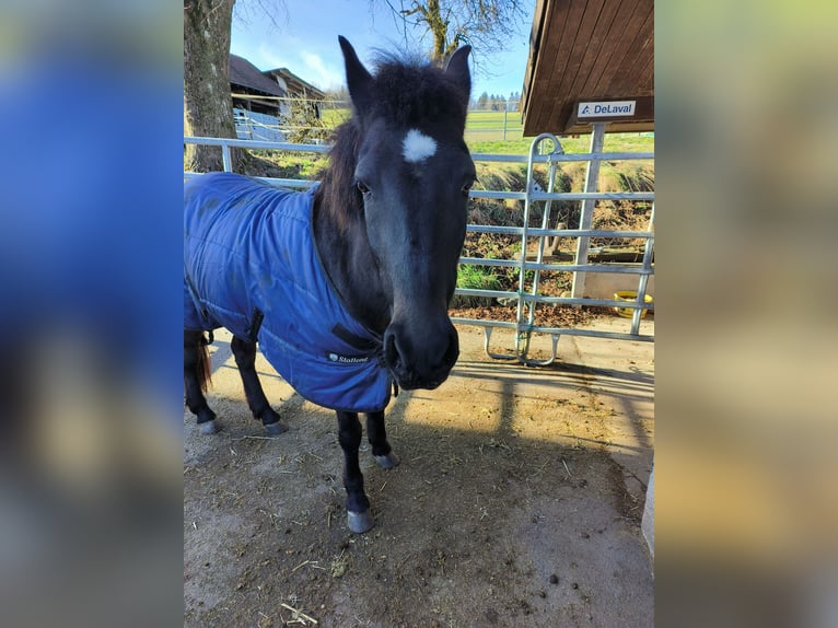 Caballos islandeses Yegua 7 años 150 cm Castaño oscuro in Birmensdorf ZH