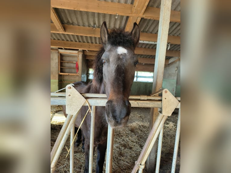 Caballos islandeses Yegua 7 años 150 cm Castaño oscuro in Birmensdorf ZH