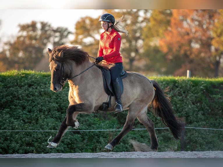 Caballos islandeses Yegua 7 años 153 cm Bayo in Lehmrade